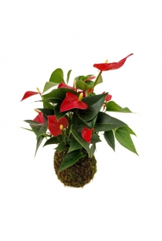 KOKEDAMA ANTHURIUM ROJO...