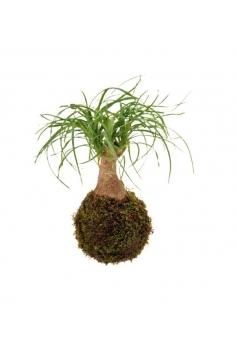 KOKEDAMA BEAUCARNEA (diam:...