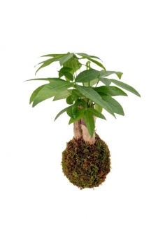 KOKEDAMA PACHYRA (diam:...