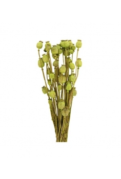 PAPAVER VERDE / largo: 55cm...