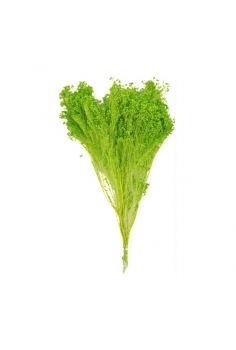 BROOM BLOOM VERDE / largo:...