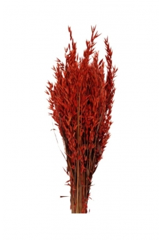 AVENA ROJA / largo: 60cm /...