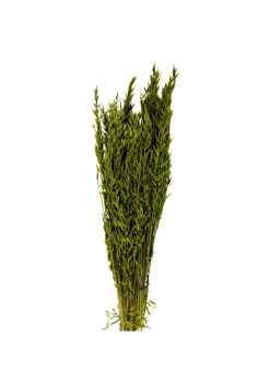 AVENA VERDE + / largo: 60cm...