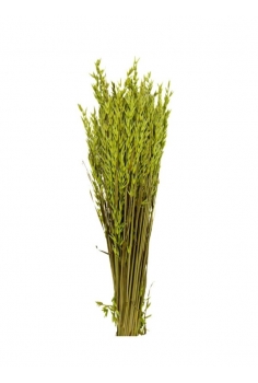 AVENA VERDE / largo: 60cm /...