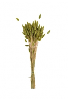 LAGURUS VERDE / larg: 65cm...