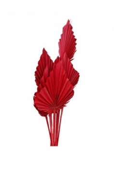 COR CHAMEROP ROJO / largo:...