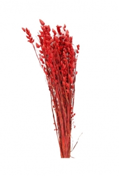 BRISA MÁXIMA ROJO / largo:...