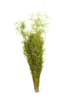 MINI GRAS VERDE / largo:...