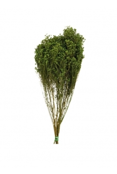 BROOM BLOOM VERDE + /...