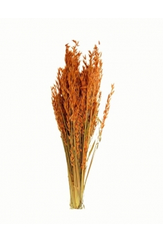 AVENA NARANJA / largo: 60cm...