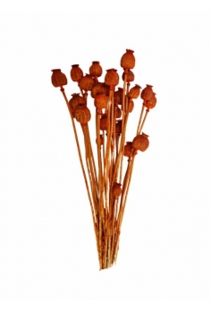 PAPAVER NARANJA / largo:...