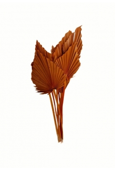 COR CHAMEROP NARANJA /...