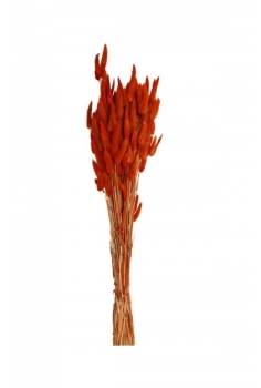 LAGURUS NARANJA / largo:...