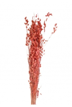 BRISA MÁXIMA ROSA / largo:...