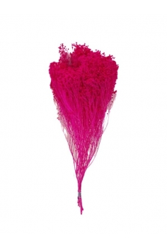 BROM BLOOM LILA / largo:...