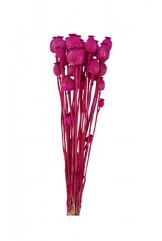 PAPAVER LILA / largo: 55cm...