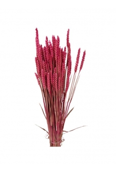 TRIGO RUSO LILA / largo:...