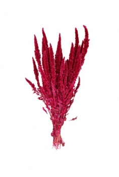 AMARANTHUS LILA (bulto...