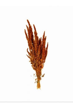 AMARANTHUS NARANJA (bulto...