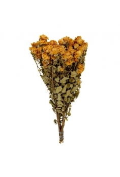 ROSAS AMARILLAS (largo:...