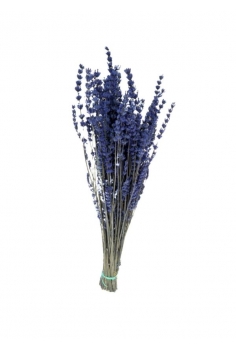 ESPIGOL SECO (largo: 35cm /...