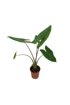 ALOCASIA ZEBRINA C-17 (alt:...
