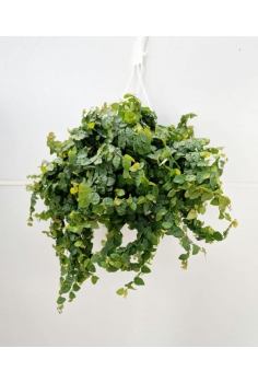 FICUS PUMILA T-23 colgador...