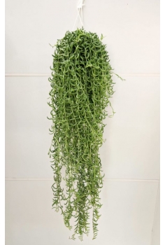 SENECIO RADICANS T-15...