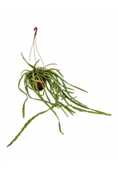 RHIPSALIS CRUCIFORMIS SP...
