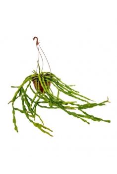 RHIPSALIS PARADOXA C-15...