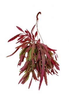 RHIPSALIS RAMULOSA C-15...