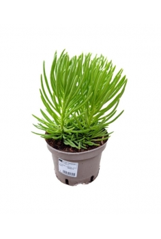 SENECIO HIMALAYA C-13 (alt:...