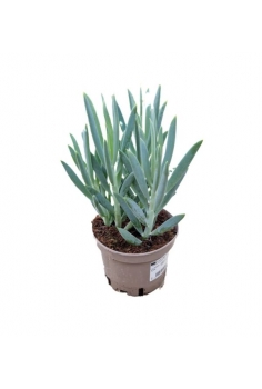 SENECIO AQUARINE C-13 (alt:...