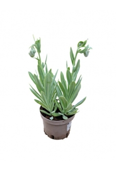 SENECIO CEPHALOPHORUS C-13...