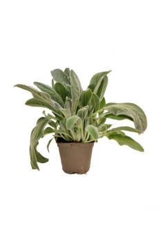 STACHYS BIZANTINA 2L (alt:...