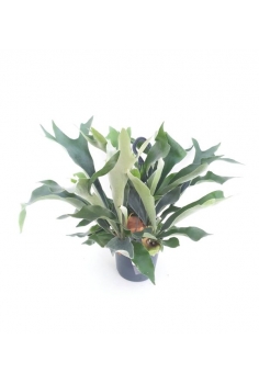 PLATYCERYUM C-17 (colgador)...