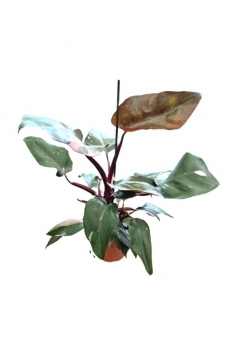 PHILODENDRON PINK PRINCESS...