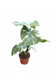 PHILODENDRON THAI C-15...