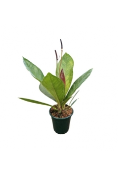 ANTHURIUM JUNGLE BUSH C-19...