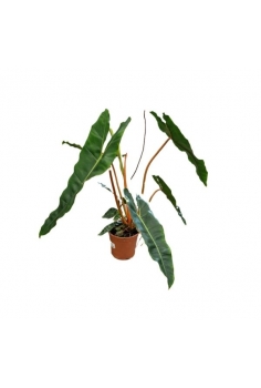 PHILODENDRON BILLATIE CROAT...