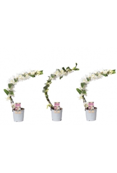 DENDROBIUM NOBILE CASCADA...