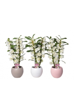 DENDROBIUM CERÁMICA C-12...