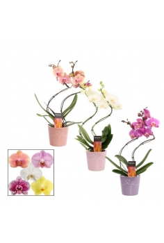 PHALAENOPSIS CERÁMICA MIX...