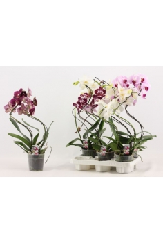 PHALAENOPSIS HURACÁN MIX...