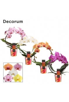 PHALAENOPSIS ARCO MIX C-12...