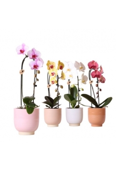 PHALAENOPSIS ARCO +...