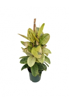 FICUS SHIBERIANA C-22 (alt:...
