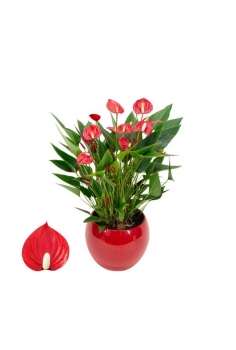 ANTHURIUM MILLION CERÁMICA...