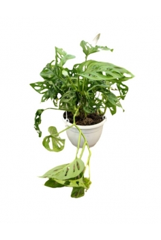 MONSTERA MONKEY MASK...