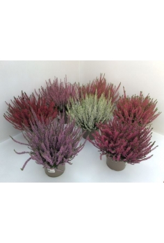 CALLUNA MIX C-17 (alt: 30m)...